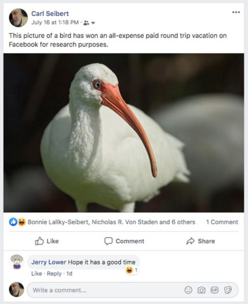 My bird picture on Facebook